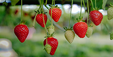 Strawberry Tissue Culture cultivation