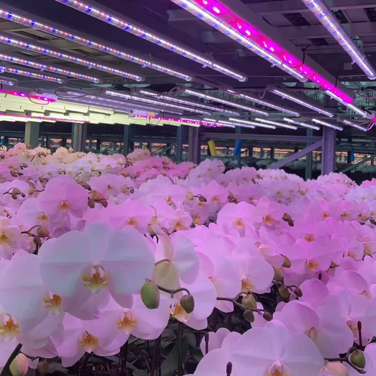 18W T5 Greenhouse LED Tube in commercial orchid greenhouse