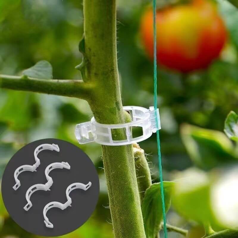 High-wire tomato clip securing tomato vine in greenhouse