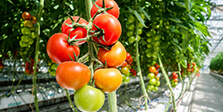 Tomatoes cultivation