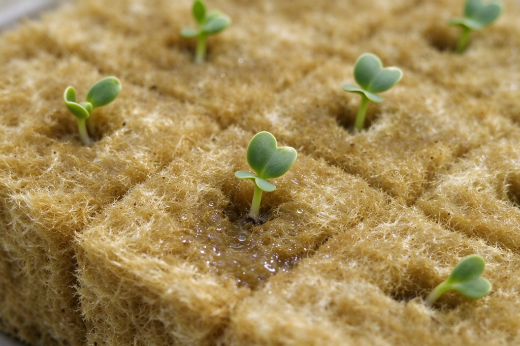 Stone Wool Irrigation Strategy for Commercial Growing