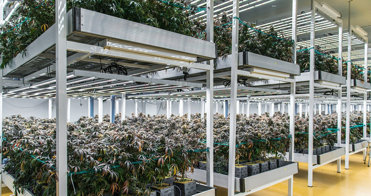 Flowering Production