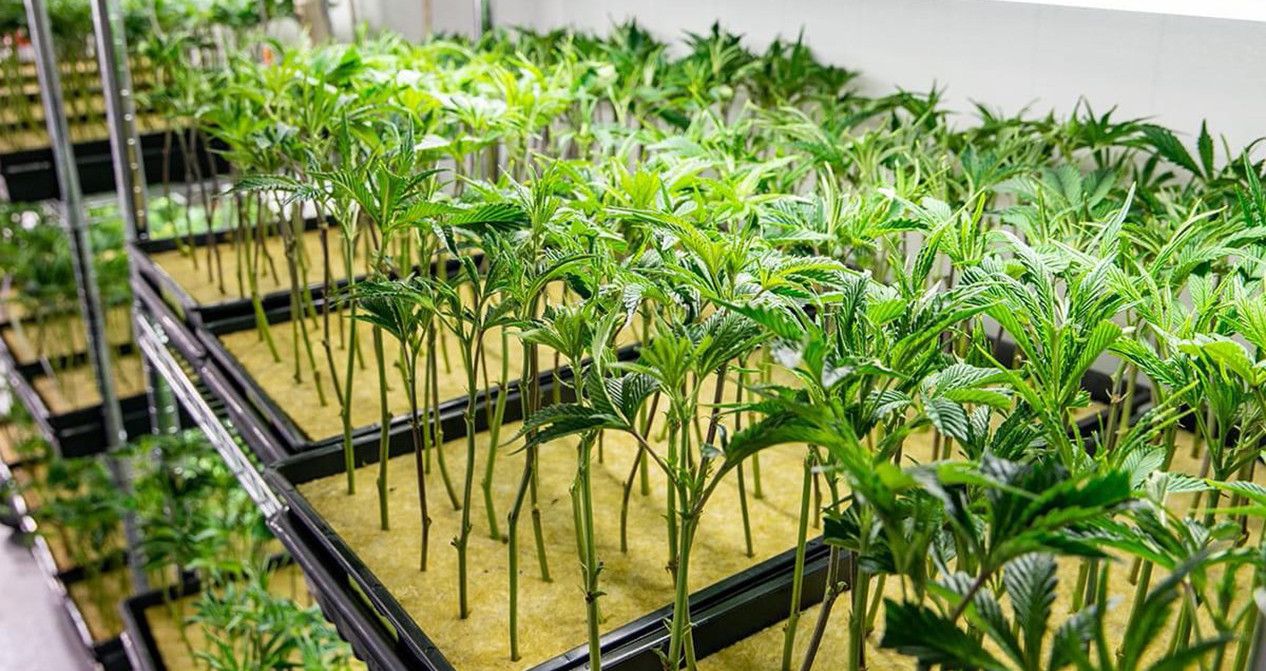 Propagation & Young Plants