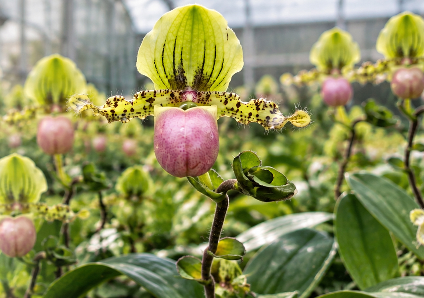 Specialized Growing Solutions for Professional Floriculture