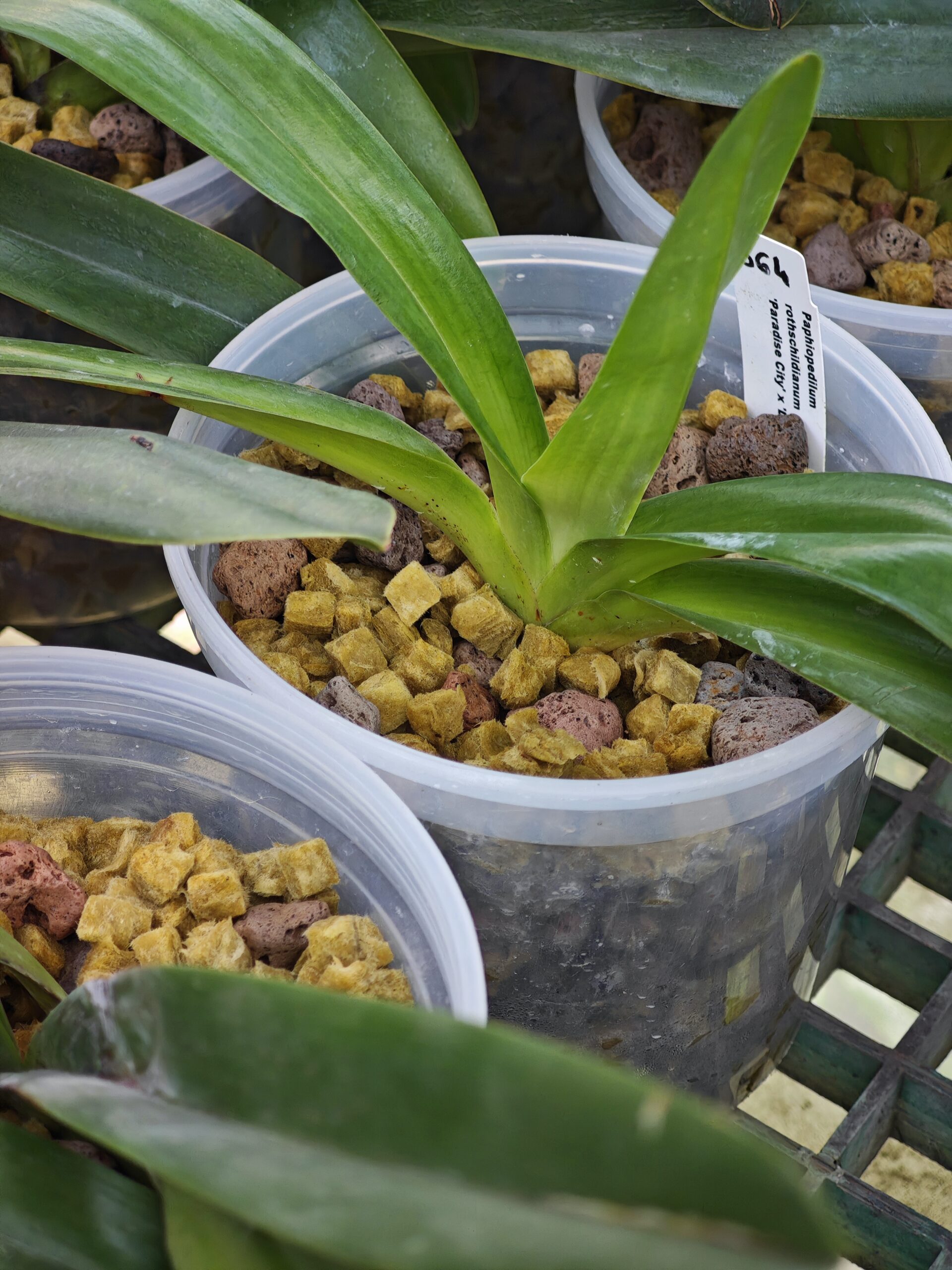 rock wool mini cubes mini grow cubes for orchid planting in large pots