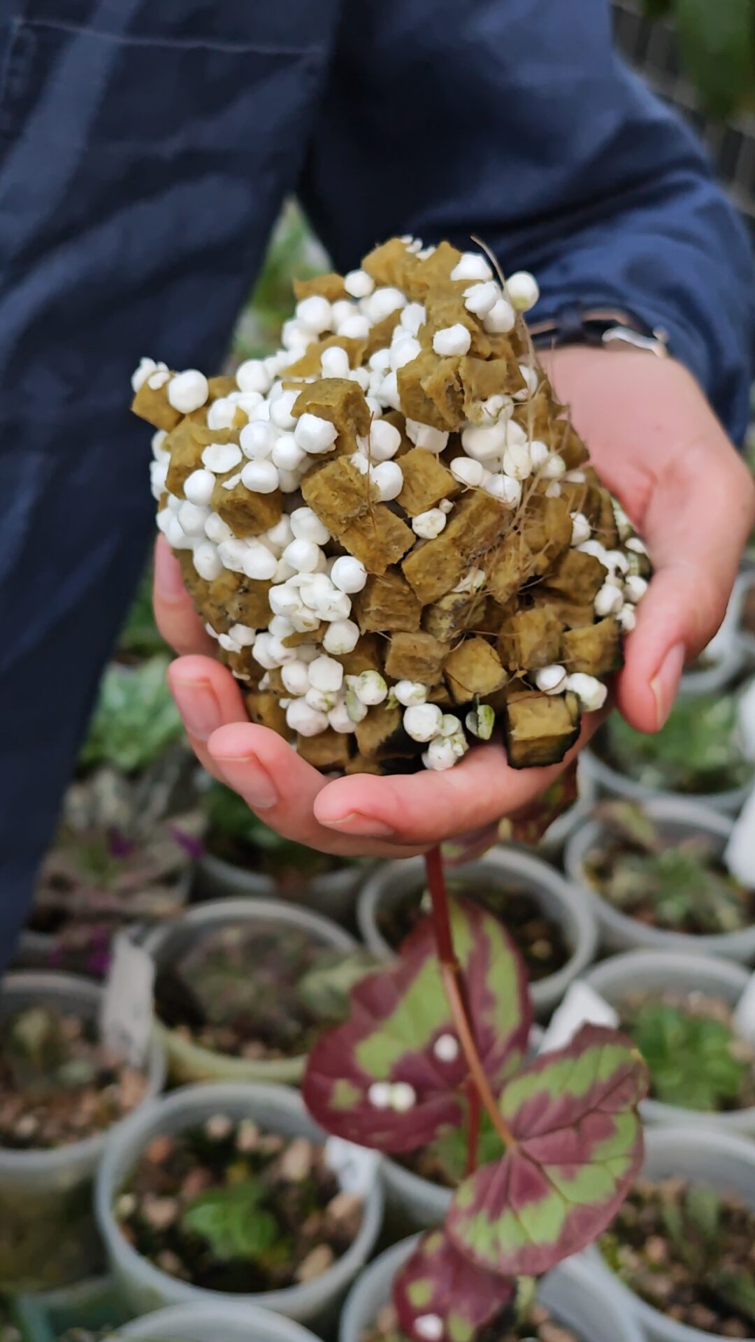 Grofine stone wool croutons loose growing media cubes for plant root development