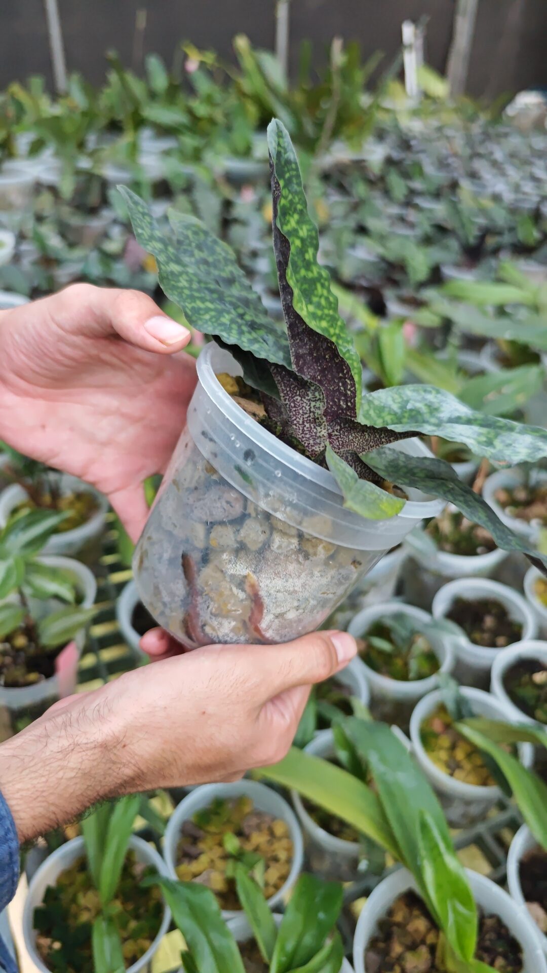 rock wool croutons for potted plant root growth and cultivation