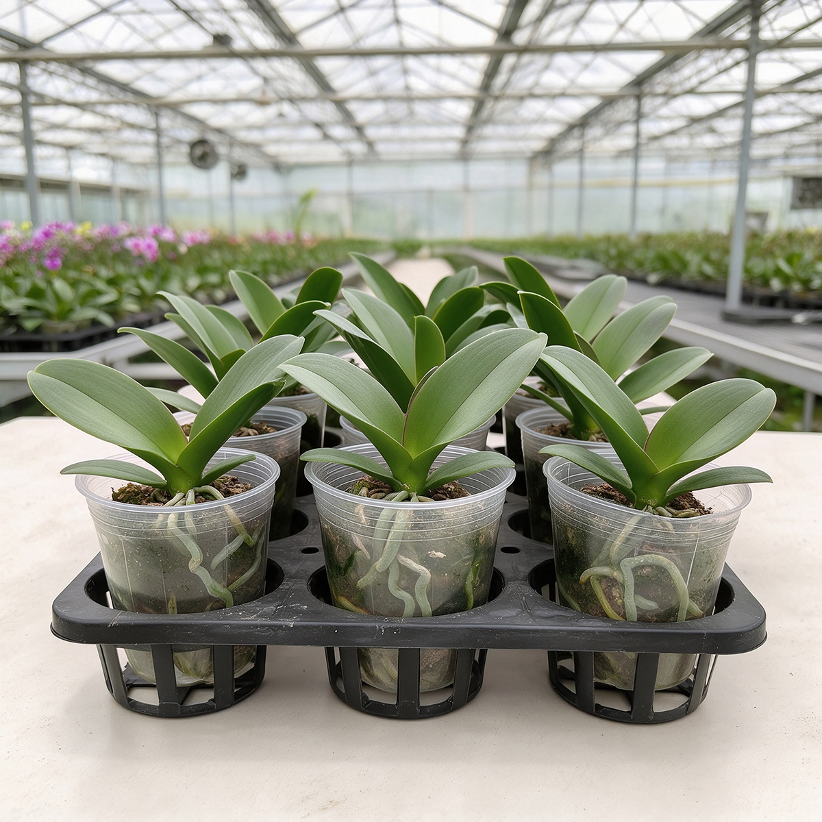 Phalaenopsis pot tray holding orchid pots in nursery