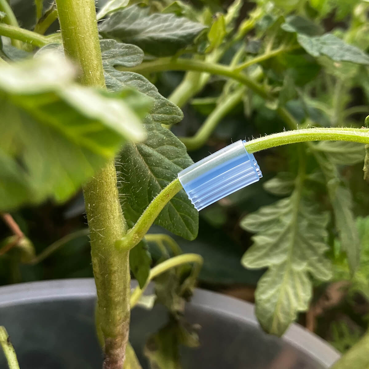 1.4mm grafting clip securing grafted tomato seedling stem in commercial greenhouse propagation
