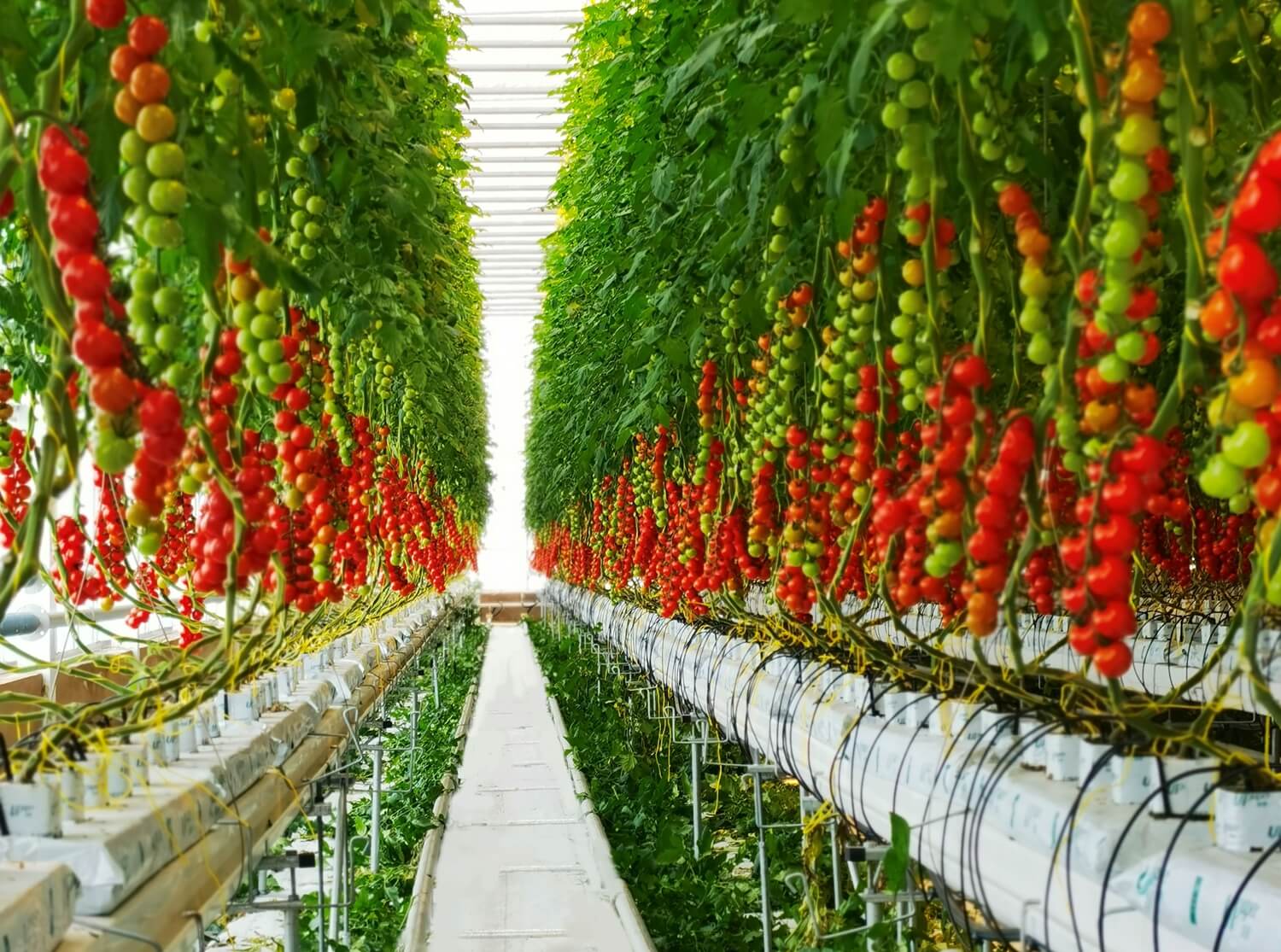 greenhouse tomato growing slab for commercial tomato production